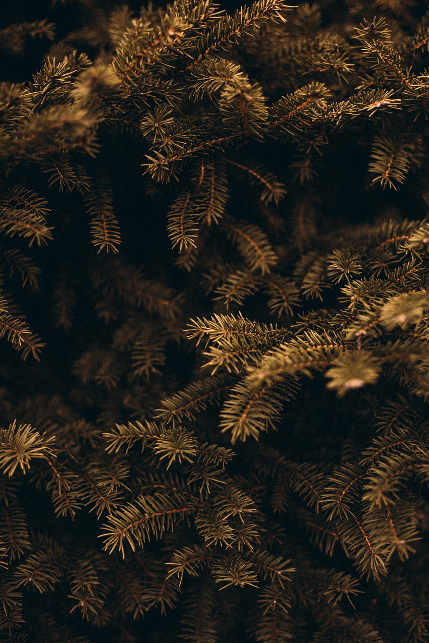 Jarum, Pinus, Tumbuhan, Makro, Cabang wallpaper ponsel HD