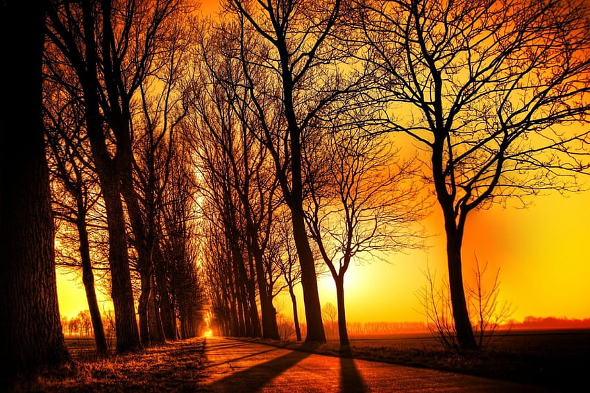 Jesienna droga, drzewa, jesień, droga, światło słoneczne Tapeta HD