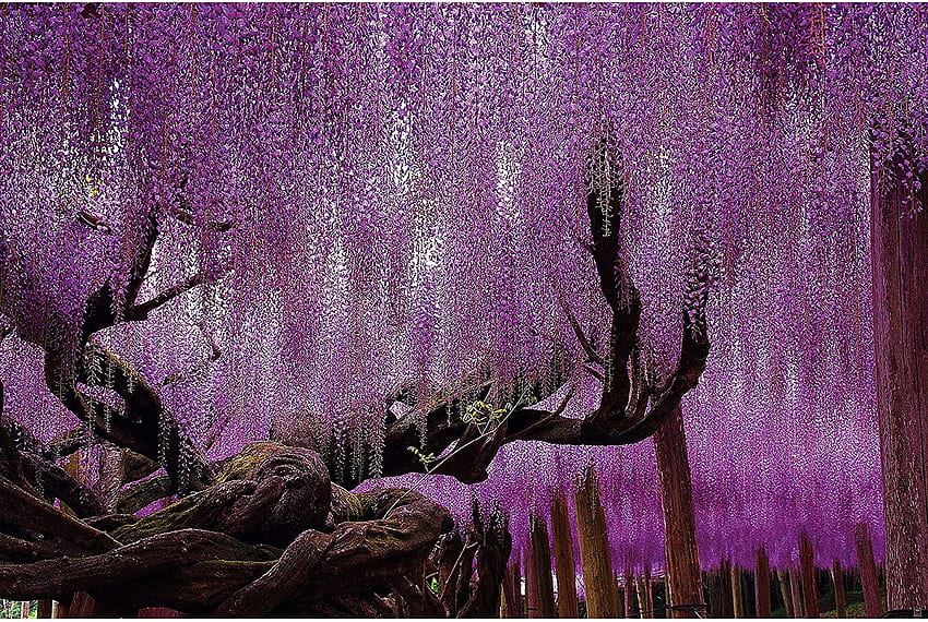 – Wisteria – Décoration murale pourpre arbre chinois Mystic Forest Fairy Tale Avenue Nature Garden Landscape Decor (82..1in - cm), Chinese Forest Fond d'écran HD