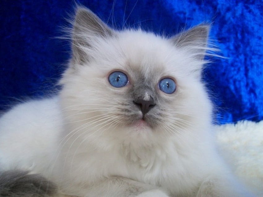 Ragdoll Kitten, бяла котка, сини очи, одеяло HD тапет