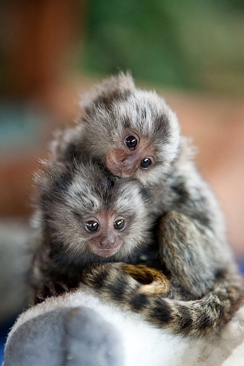 Affen-Baby-Seidenäffchen-Tier-niedlich - Zwergseidenäffchen-niedlich - - HD-Handy-Hintergrundbild