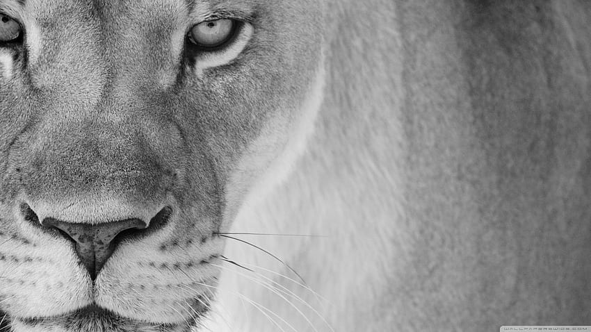 Angry lion black and white HD wallpapers | Pxfuel
