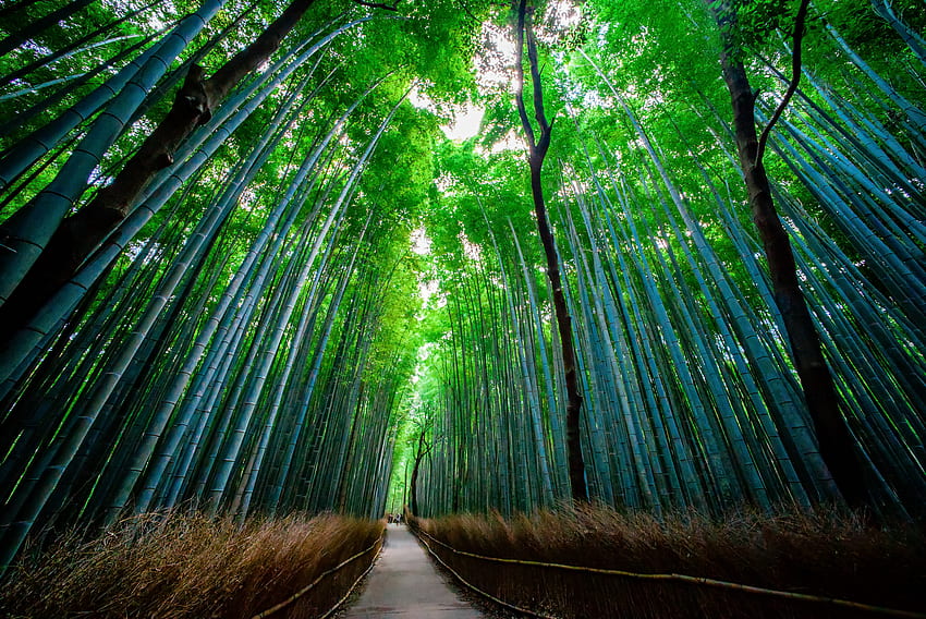 Дървета, природа, гора, бамбук, изглед отдолу HD тапет