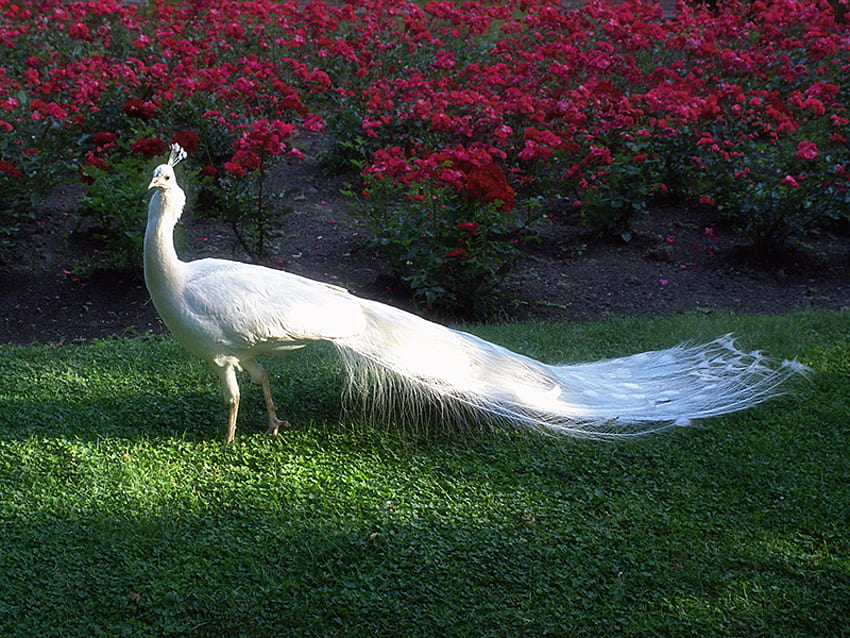 Surga, burung merak putih, taman, mawar Wallpaper HD