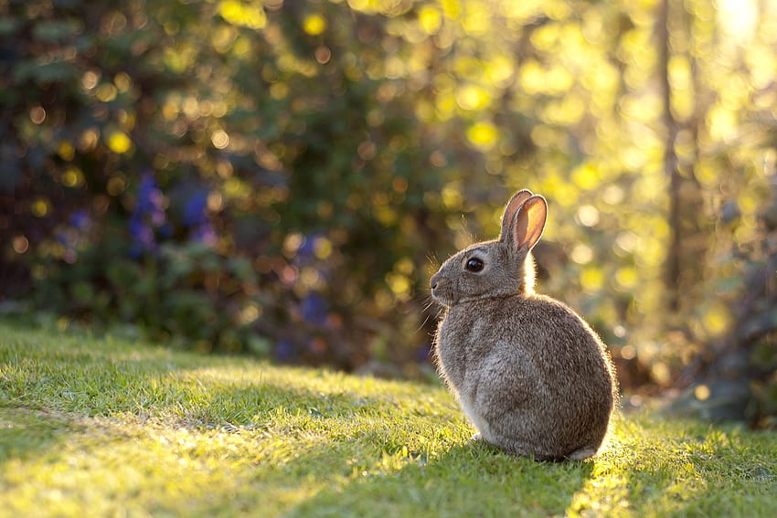 สัตว์ หญ้า แสงแดด กระต่าย กระต่ายป่า วอลล์เปเปอร์ HD