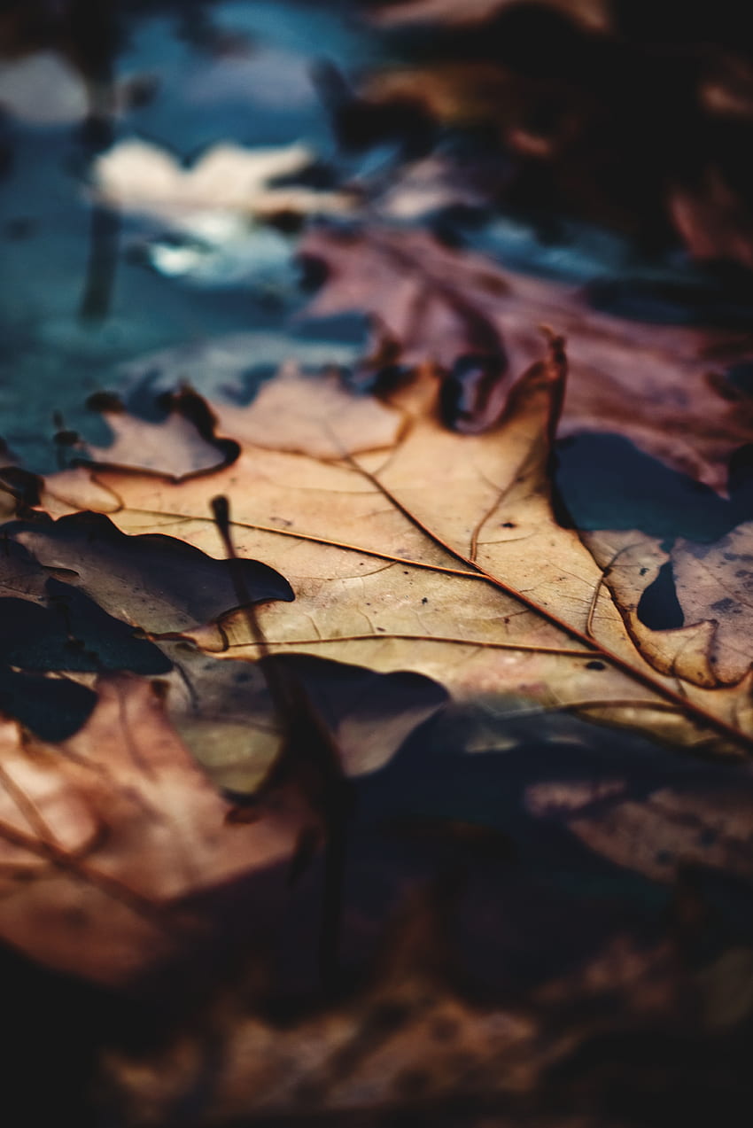 Close up, dry leaf, autumn HD phone wallpaper | Pxfuel
