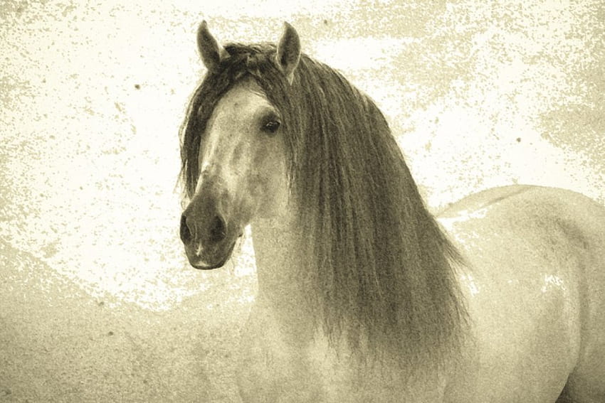 Grey Andalusian, horses, spanish stallion, grey, animals, andalusian stallion HD wallpaper