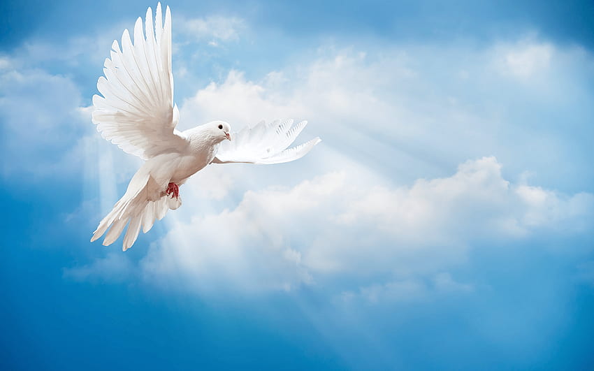 Taube Hintergrund. Friedliche Taube, Taube und Taubenhintergrund, weiße Taube HD-Hintergrundbild