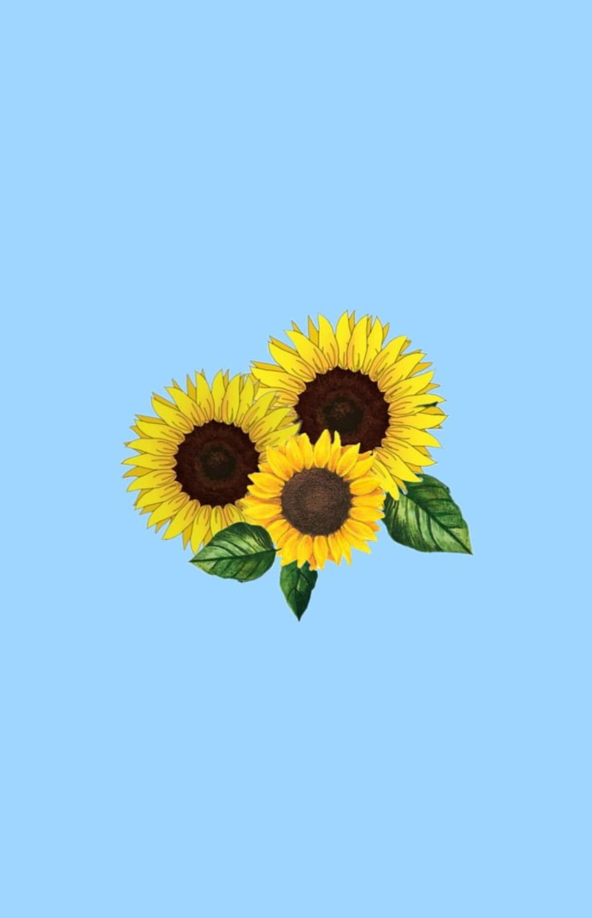Tapeta słonecznik. sunflower. Flower phone , Sunflower iphone , Sunflower, Green Sunflower HD phone wallpaper