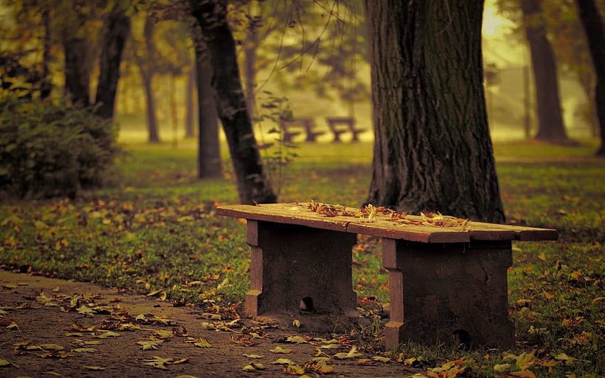 Natura, alberi, autunno, foglie, parco, solitudine, panchina Sfondo HD