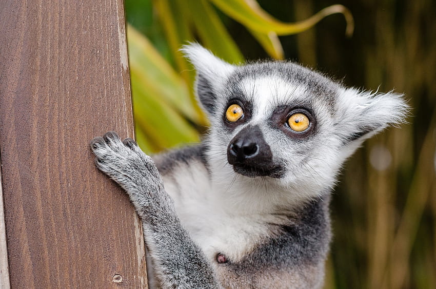 Animals, Spotted, Spotty, Sight, Opinion, Lemur HD wallpaper