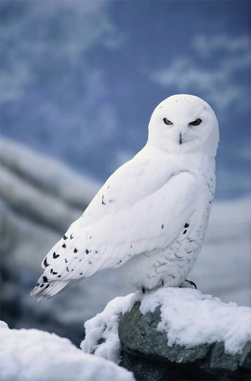 best oiseaux . Beautiful birds, Animales, Cute Winter Owl HD phone wallpaper