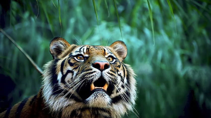 Tiger In Jungle Résolution UTV - Pub Fond d'écran HD