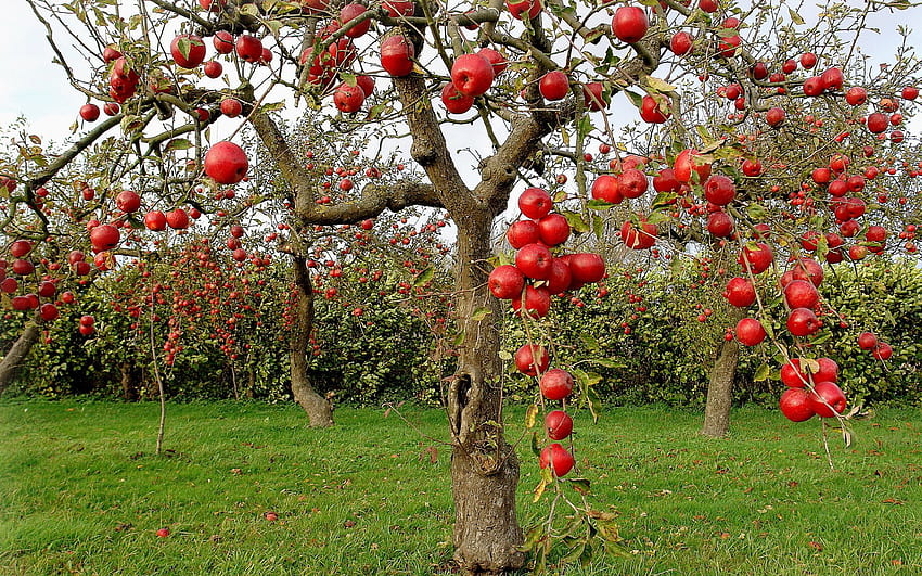Delicious apples in the orchard HD wallpaper