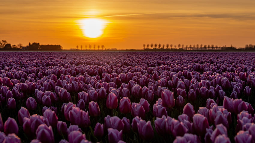 Light Purple Tulip Flowers Field During Sunset Flowers HD wallpaper