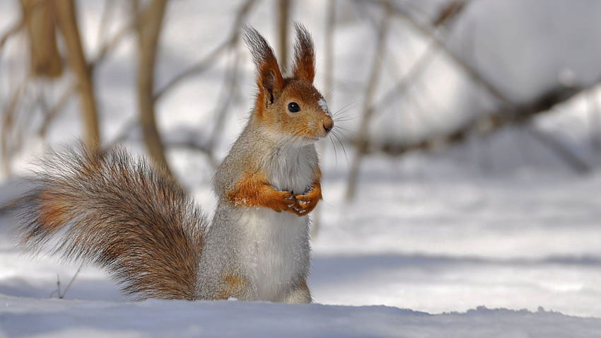 Tiere, Winter, Eichhörnchen, Schnee, Äste, Schwanz HD-Hintergrundbild