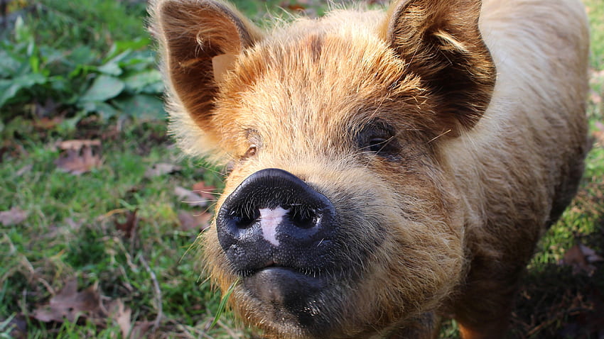 Furry Animals, Pig, Nose - Pig High Resolution - HD wallpaper