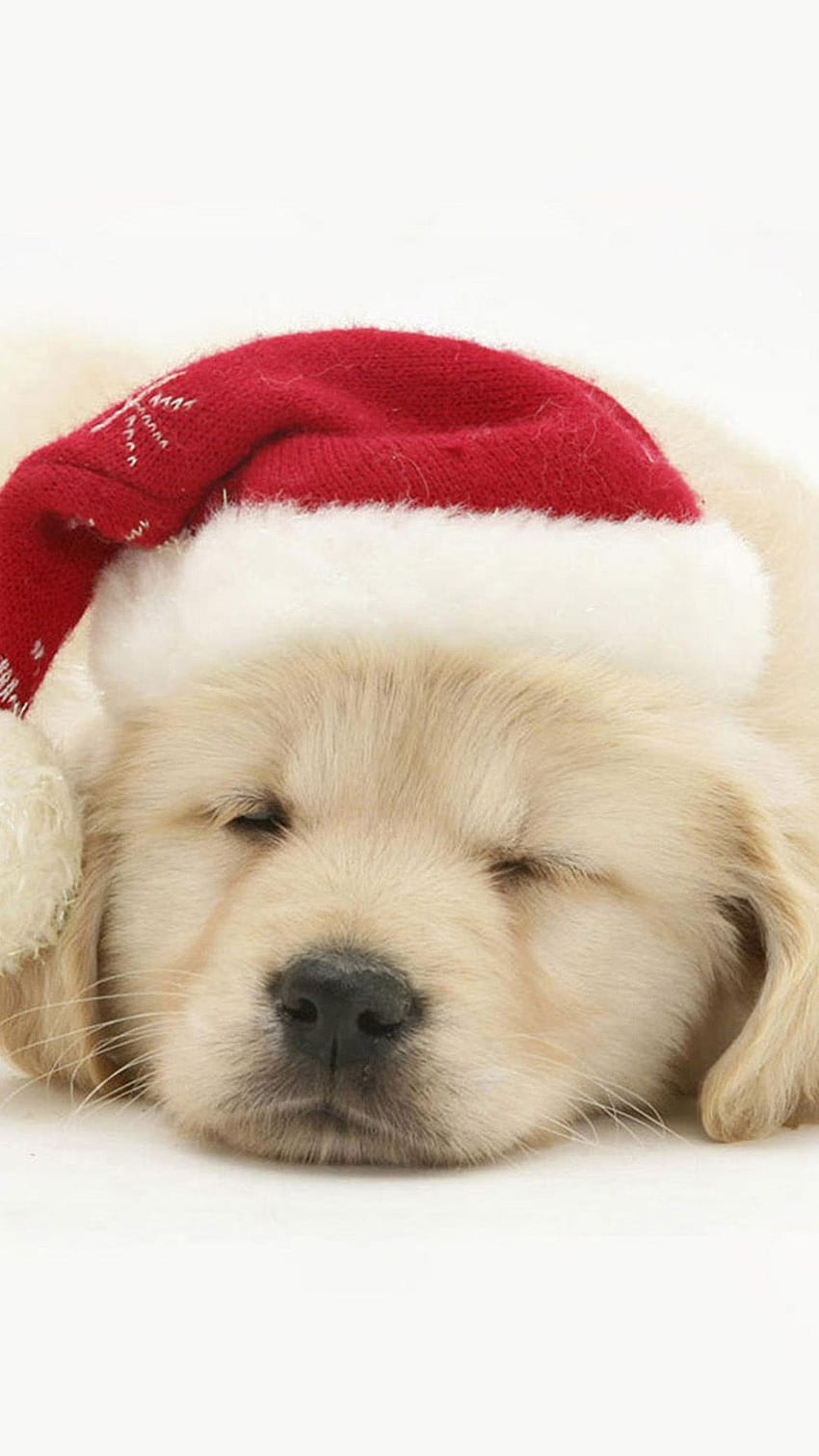 Iphone cute dog christmas HD wallpapers | Pxfuel