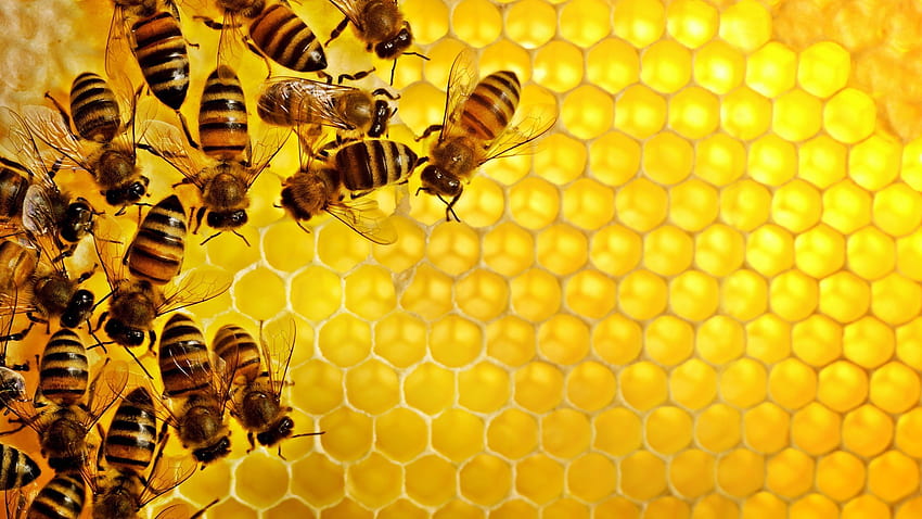 wzór tekstura geometria sześciokąt natura owad pszczoły miód żółty ul JPG 448 kB. Mocah Tapeta HD