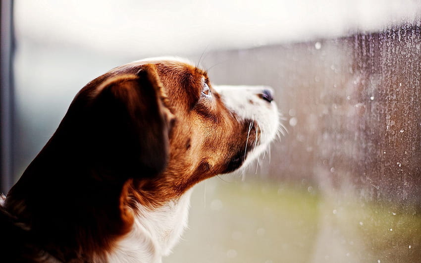 Animals, Rain, Drops, Dog, Glass, Window, Looks HD wallpaper