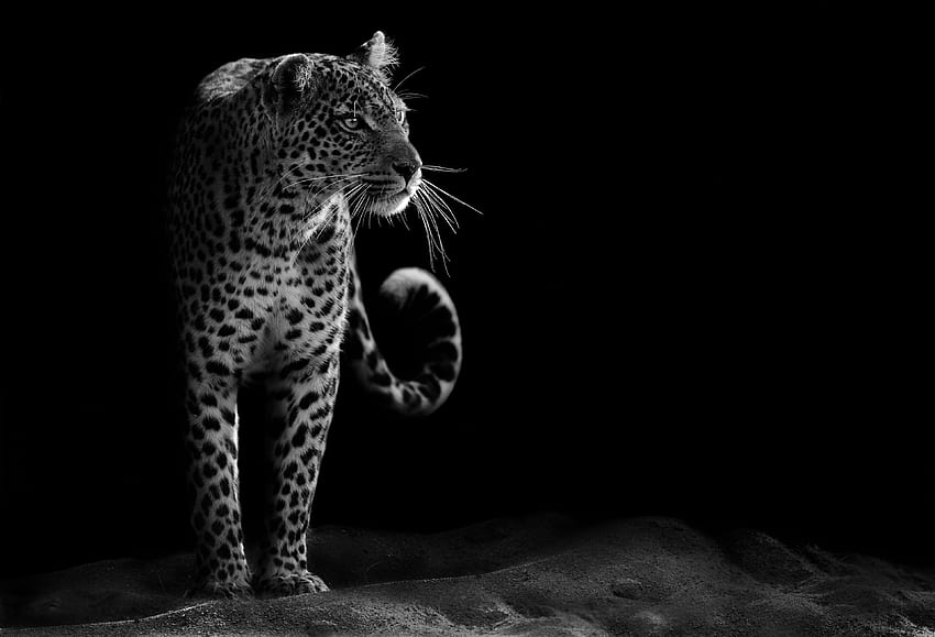 Léopard, Sombre, , Animaux, Black Jaguar Fond d'écran HD