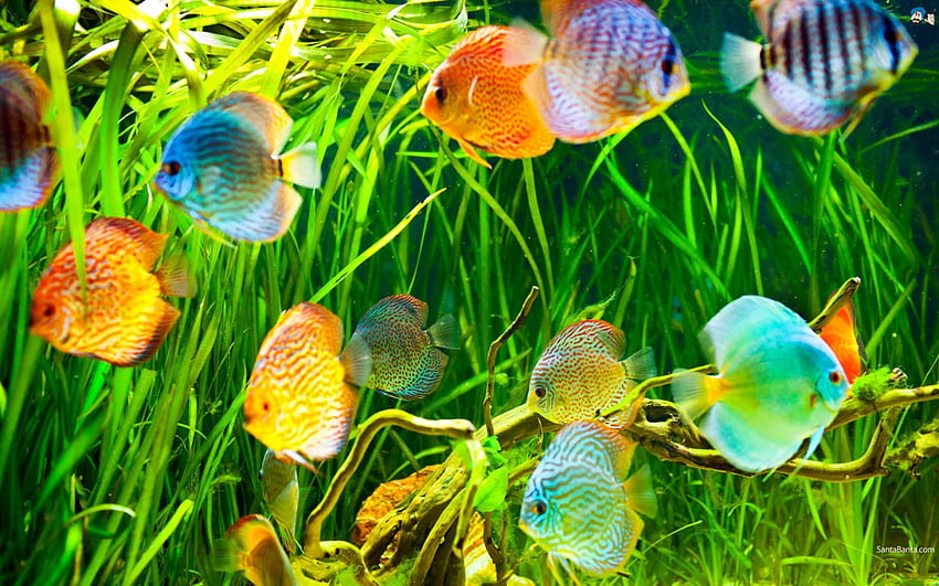 Ikan Tropis, bawah air, ikan, binatang Wallpaper HD