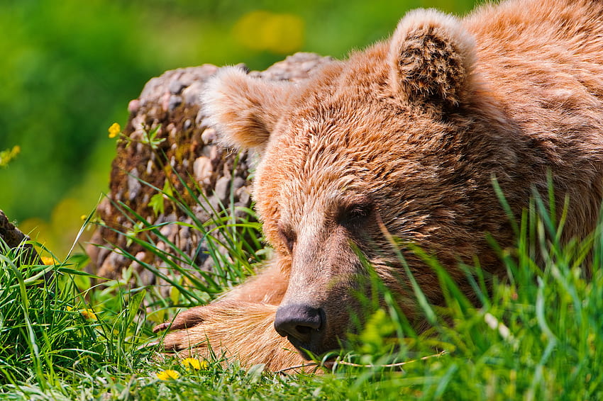Animals, Grass, To Lie Down, Lie, Muzzle, Bear, Tired HD wallpaper