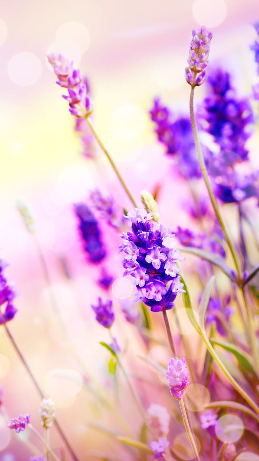 Dnxbxb. Bunga yang indah, Bunga yang indah, Bunga, Bunga Lavender wallpaper ponsel HD