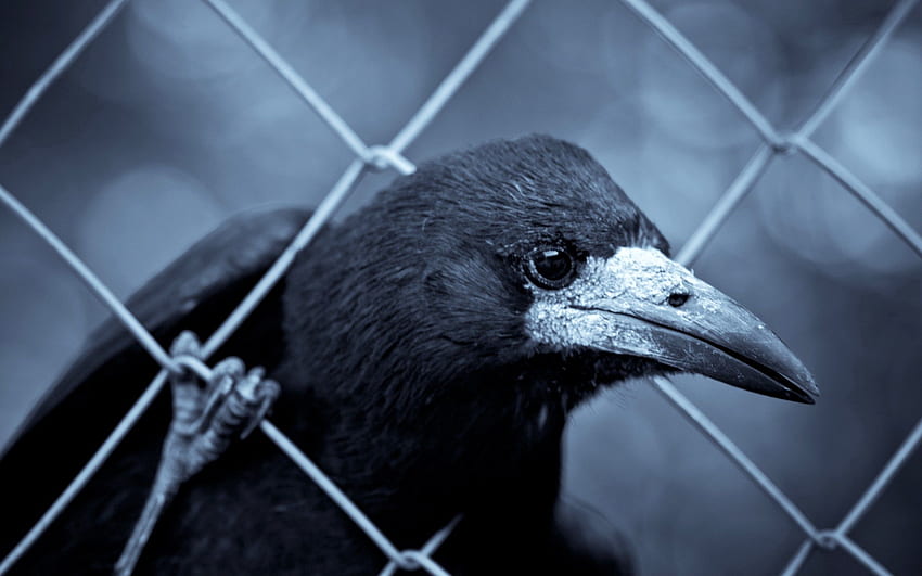Animals, Bird, Beak, Grid, Raven HD wallpaper