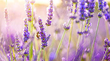Hình nền hoa Lavender với màu tím nhẹ nhàng sẽ khiến cho mỗi ngày của bạn cảm thấy mát mẻ và thư giãn hơn. Hãy xem những ảnh HD này và cảm nhận sự bình yên đến từ hoa Lavender.