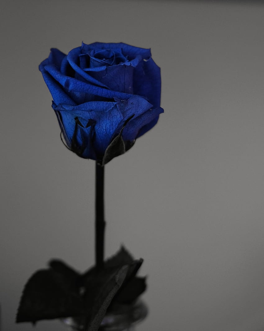 Blue Rose , Light Blue Roses HD phone wallpaper
