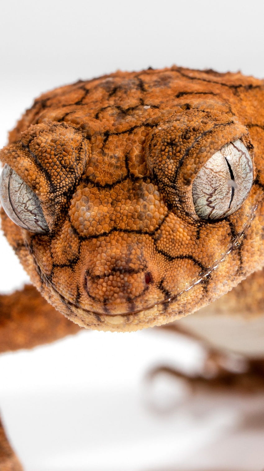 Gecko, Caledonian Crested Gecko, reptile, lizard, close, Reptile Eye HD phone wallpaper