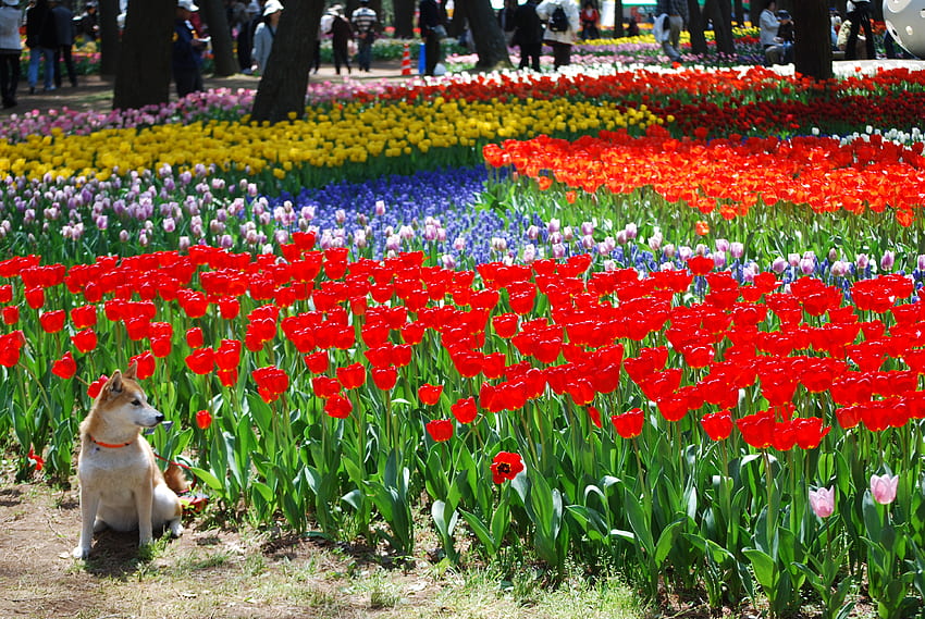 Tulips, Hitachi Seaside Park, Hitachinaka City, Commons HD wallpaper
