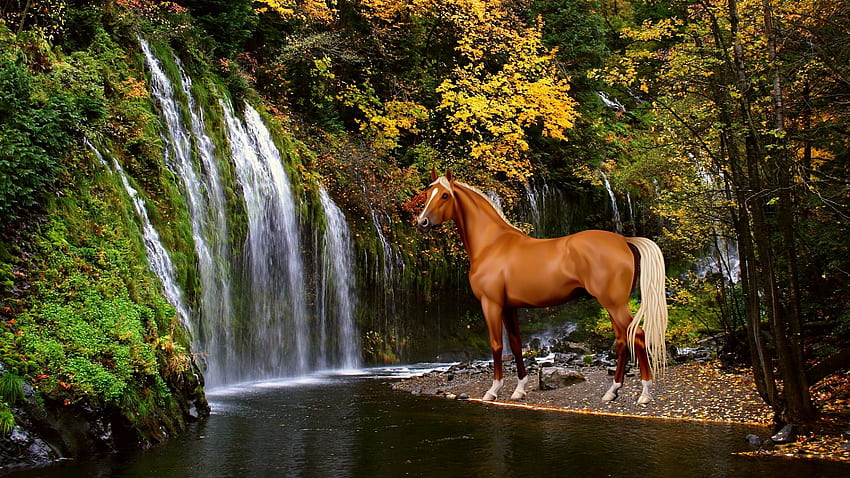 Water, Autumn, Black, Mane, American Paint Horse HD wallpaper