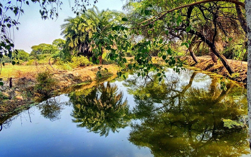 ガーナ鳥類保護区の風景。 背景 , 風景 高画質の壁紙