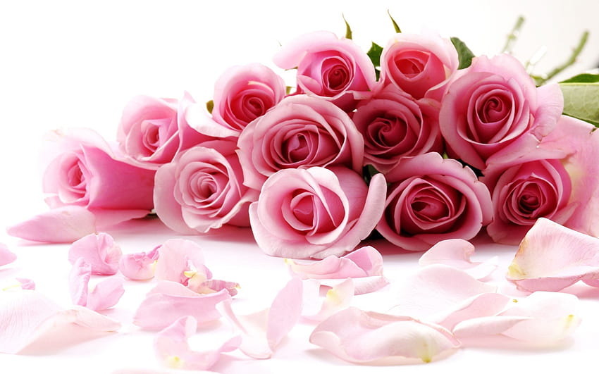 Pink Rose On Valentines Day Wide, Bunga Hari Valentine Wallpaper HD