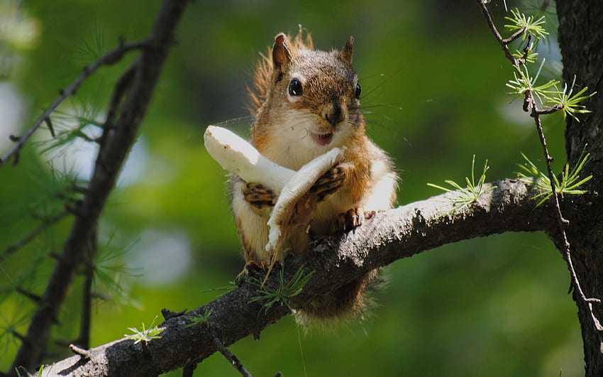 Animals, Squirrel, Food, Wood, Tree, Mushroom, Climb HD wallpaper