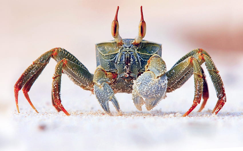 Horned Ghost Crab, animal, crab, horned, ghost HD wallpaper