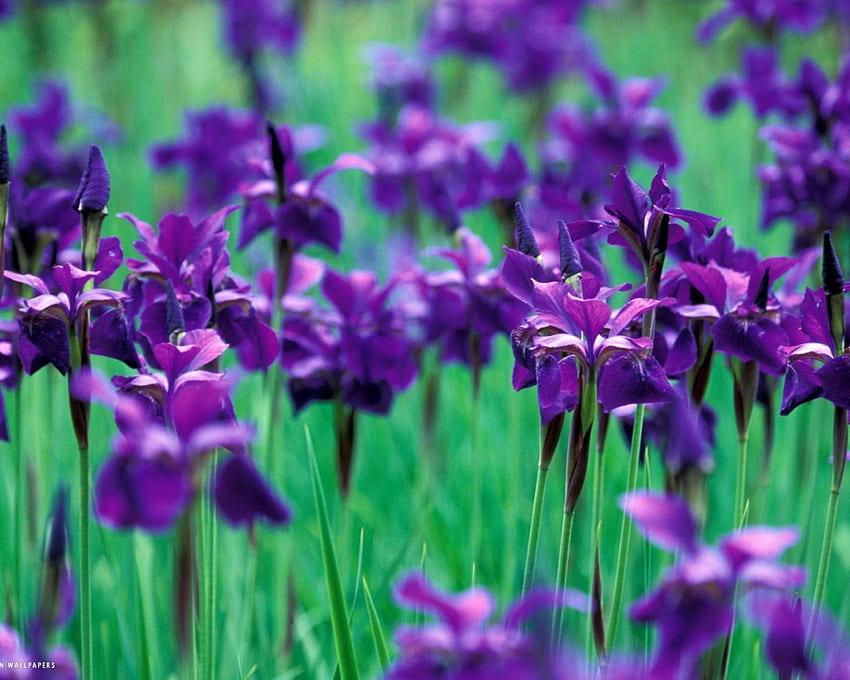 Iris flower definition HD wallpaper | Pxfuel