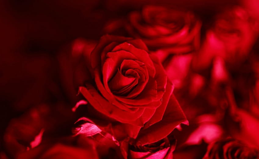 Red Roses, flowers, bloom, roses, red HD wallpaper