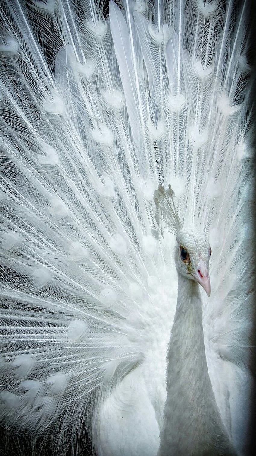 White Peacock Android. 2021 Cute HD phone wallpaper | Pxfuel
