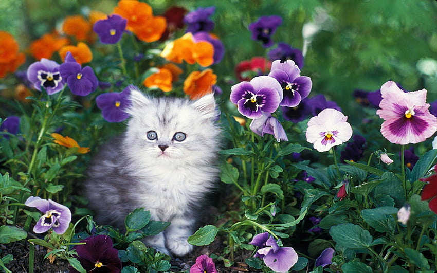Shaded Silver Persian Kitten In Garden With Pansies, cat, flowers, spring, blossoms, colors HD wallpaper