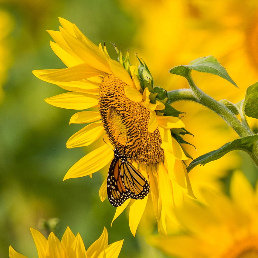 Sunflower, butterfly, yellow, Yellow Summer HD phone wallpaper | Pxfuel