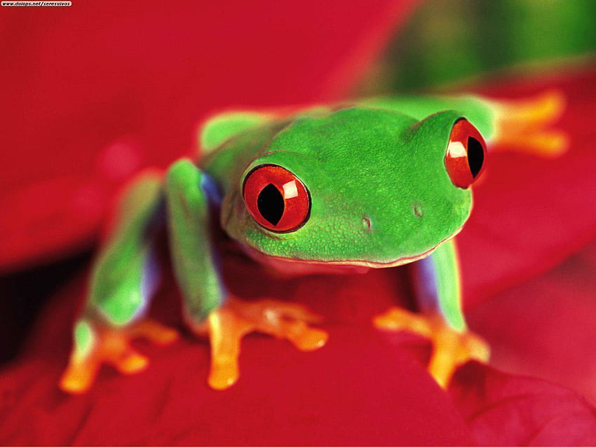 Frogs Baby Green And Red Frog Much pdfcast net HD тапет