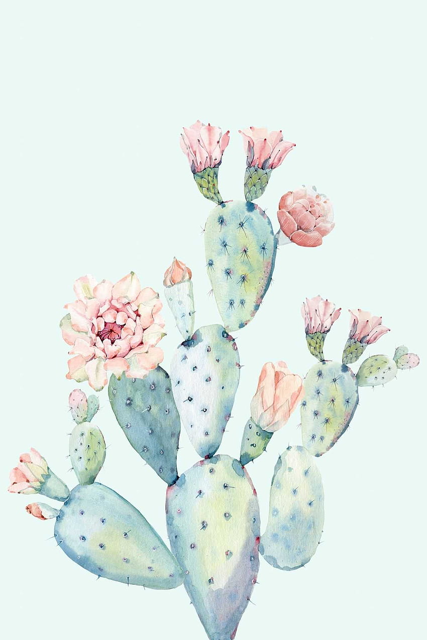 Kaktus, kühler Kaktus HD-Handy-Hintergrundbild