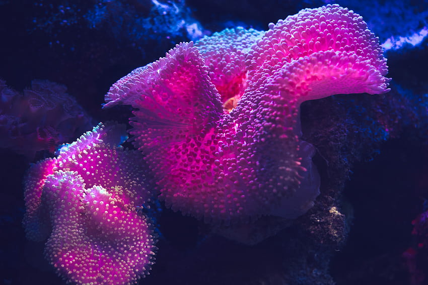 Rafa koralowa, Podwodny, Głęboki ocean, grafika, Wielka Rafa Koralowa Tapeta HD
