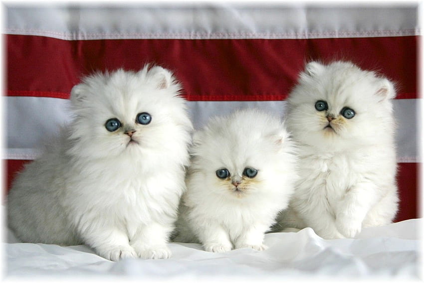 Słodki kot - biały Trzy urocze koty - -, Piękne białe koty Tapeta HD