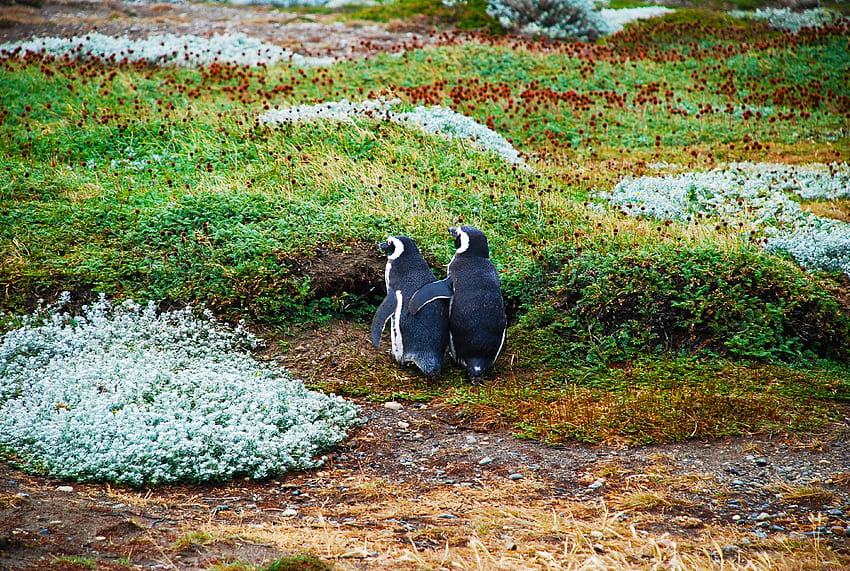 동물, Pinguins, 잔디, 커플, 쌍, 마젤란 펭귄, 마젤란 펭귄 HD 월페이퍼