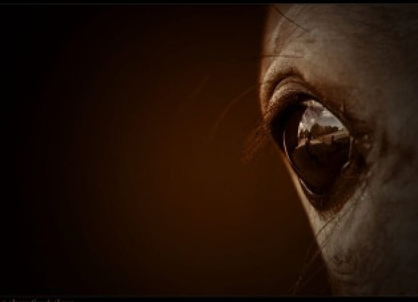 Melalui Mata Ebony Anda, kuda, evony, mata, binatang Wallpaper HD