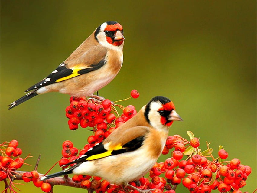 pretty birds, two, birds, orange, flower HD wallpaper
